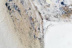 Best Forensic Mold Investigation in Port Edwards, WI